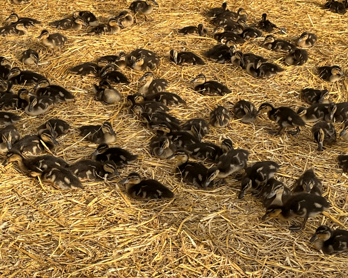 Mehr über den Artikel erfahren Niederwildzucht