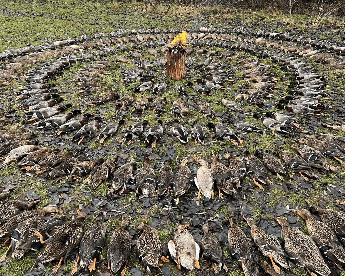 Mehr über den Artikel erfahren  Entenjagd