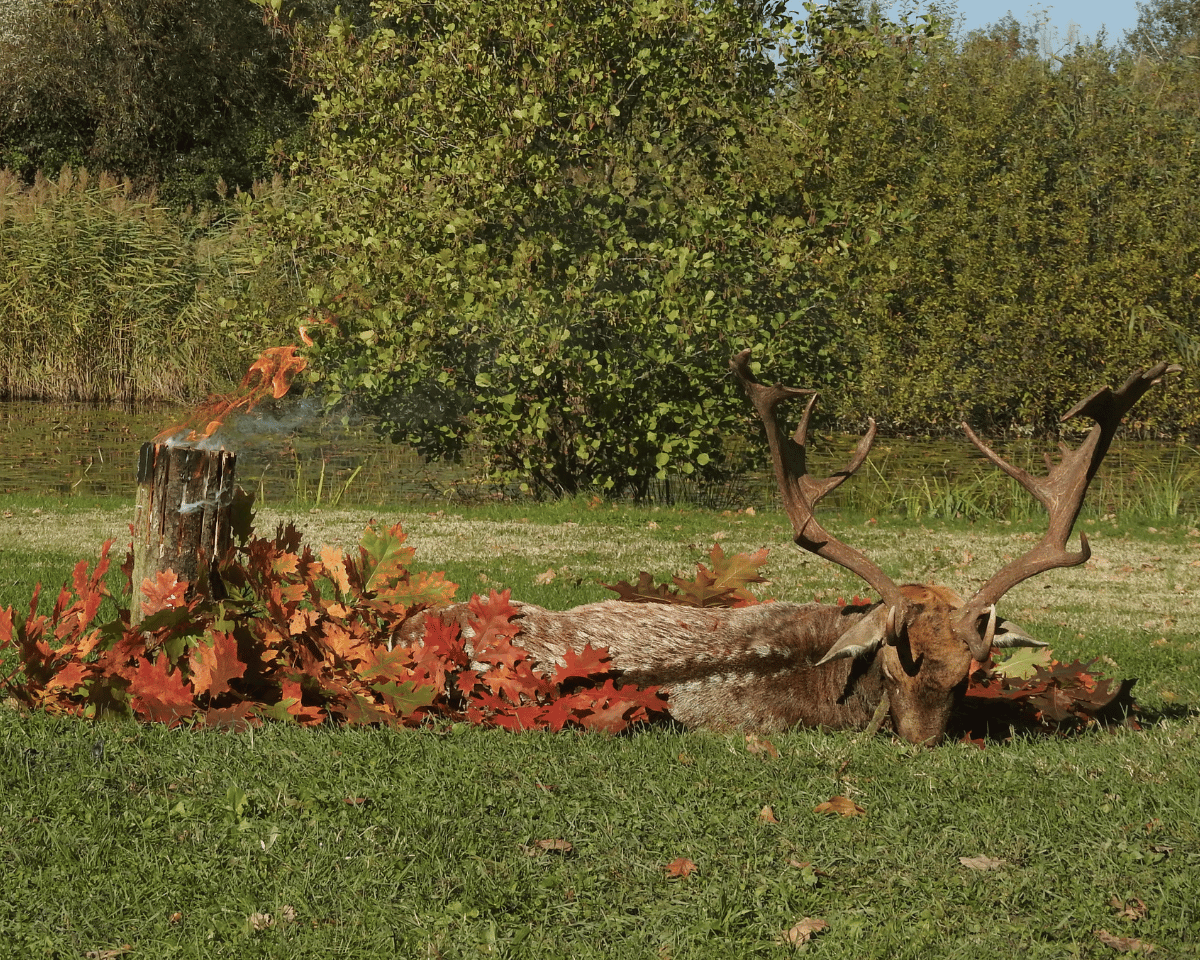 Mehr über den Artikel erfahren Damhirschjagd zur Brunftzeit