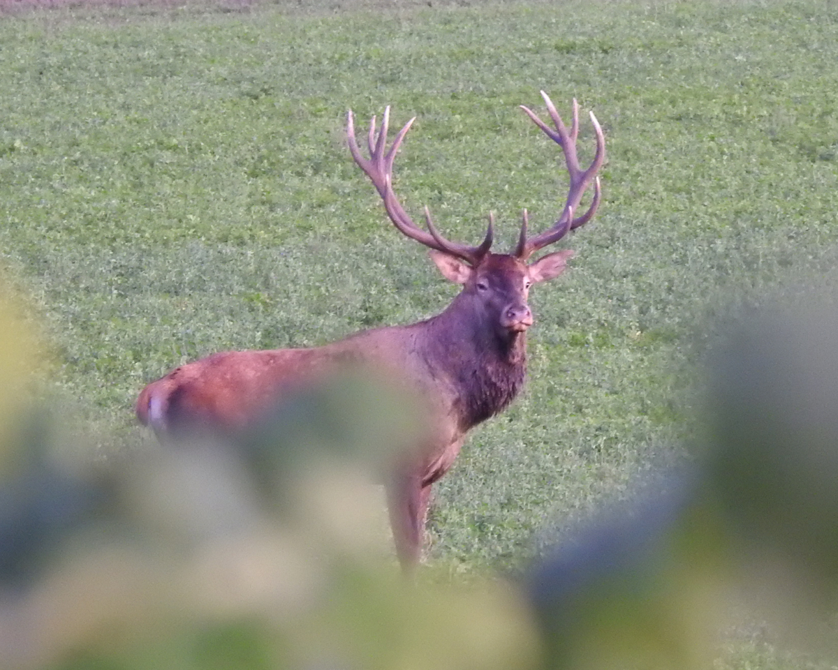 Read more about the article Gímbika vadászat bőgésben