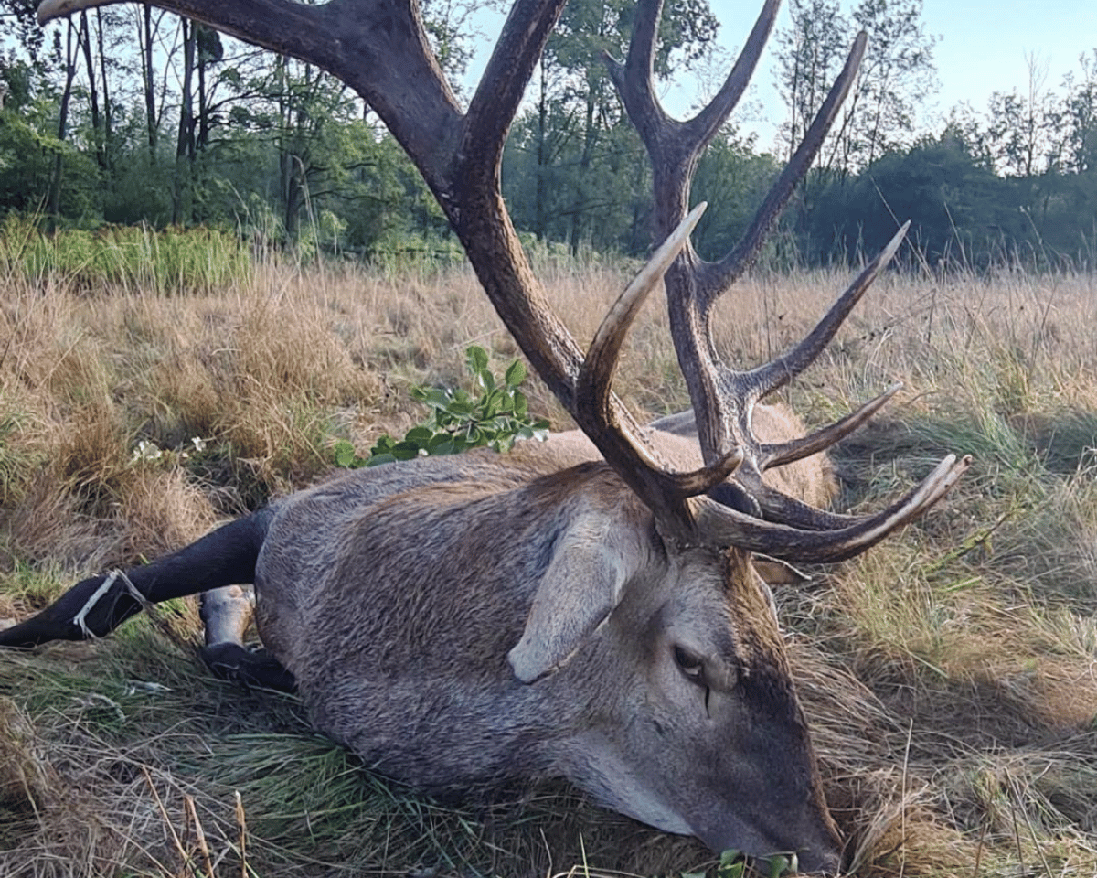 Mehr über den Artikel erfahren Rotwildjagd zur Brunft