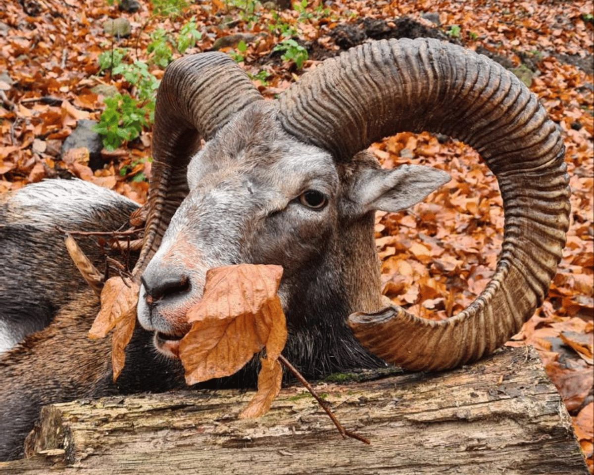 Mehr über den Artikel erfahren Muffeljagd