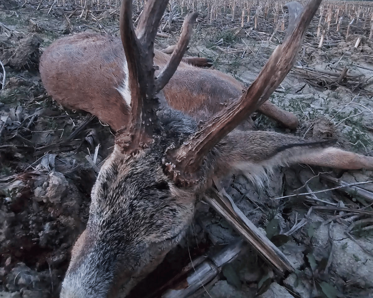 Mehr über den Artikel erfahren Rehbockjagd