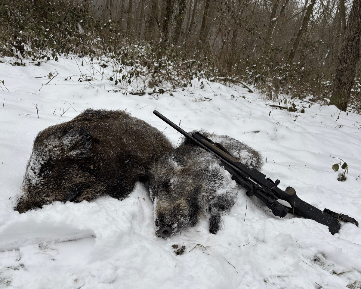Mehr über den Artikel erfahren Selektionsjagd – Kahlwild und Schwarzwild Einzeljagd